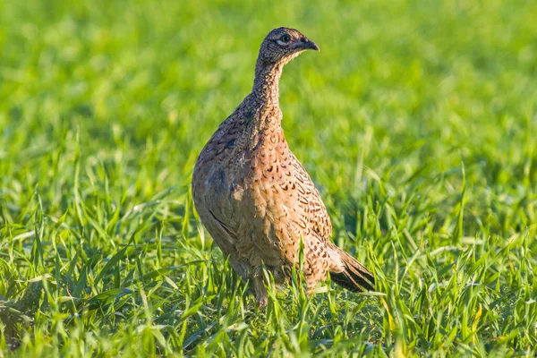 Faisán Observa Naturaleza Busca Alimento —  Fotos de Stock