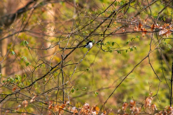 Oiseau Observe Nature Cherche Nourriture — Photo