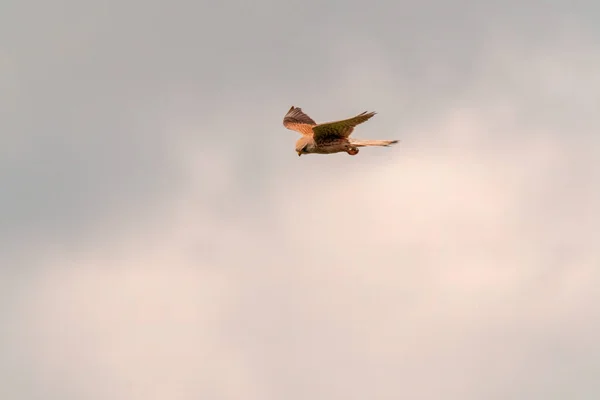 물총새는 자연을 관찰하고 먹이를 찾는다 — 스톡 사진