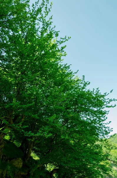 Paisaje — Foto de Stock