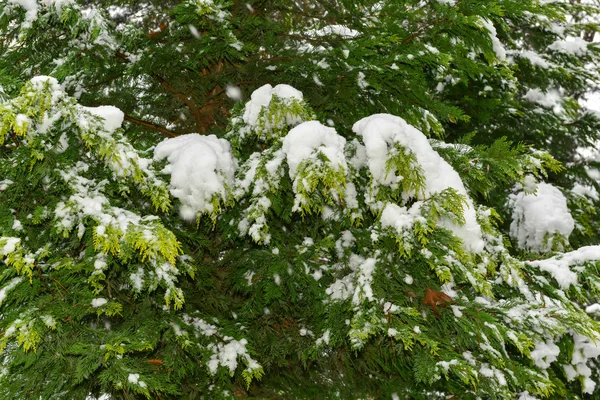 Paisaje invierno — Foto de Stock