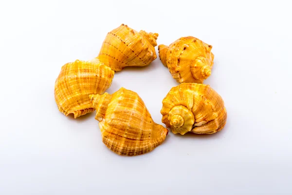 Cockleshells forme și obiecte — Fotografie, imagine de stoc