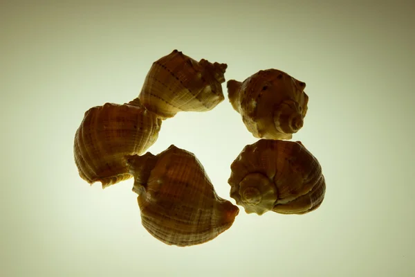 Cockleshells formlar ve nesneleri