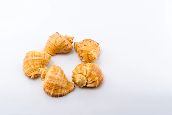 Cockleshells forme și obiecte — Fotografie, imagine de stoc