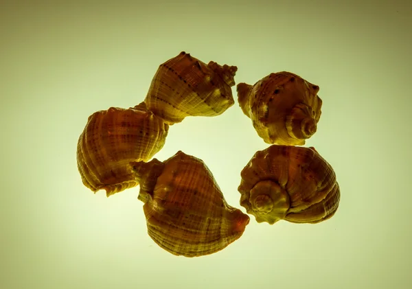 Cockleshells forms and objects — Stock Photo, Image