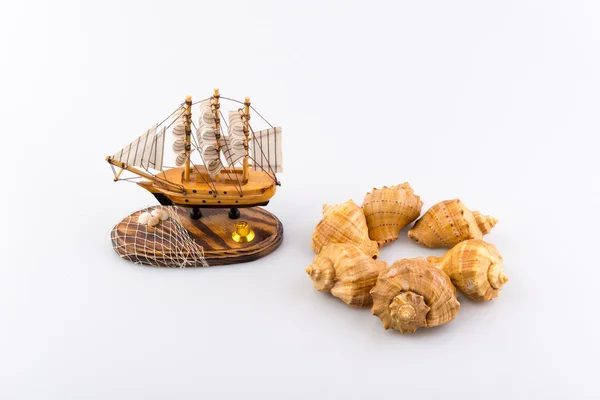 Cockleshells forms and objects — Stock Photo, Image