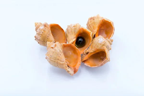 Cockleshells forms and objects — Stock Photo, Image