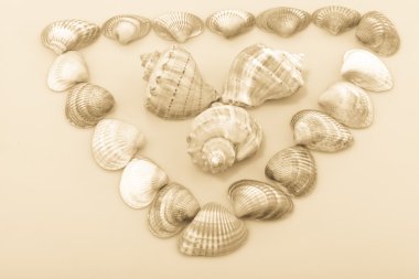 Derma cockleshells ve nesneleri