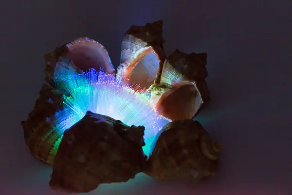 Derma cockleshells ve nesneleri