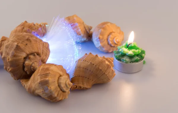 Derma cockleshells ve nesneleri