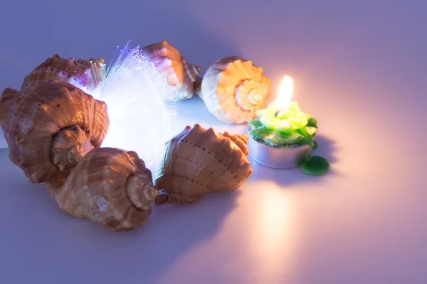 Derma cockleshells ve nesneleri