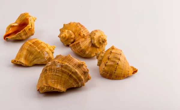 Cockleshells formlar ve nesneleri