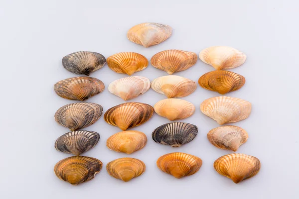 Cockleshells formlar ve nesneleri