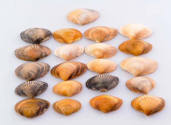 Cockleshells formlar ve nesneleri