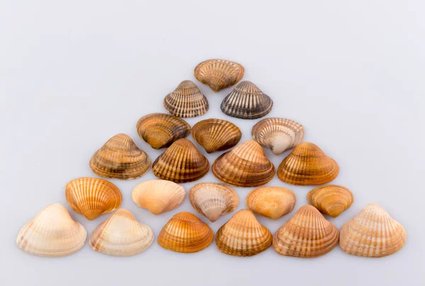 Muscheln Formen und Objekte — Stockfoto