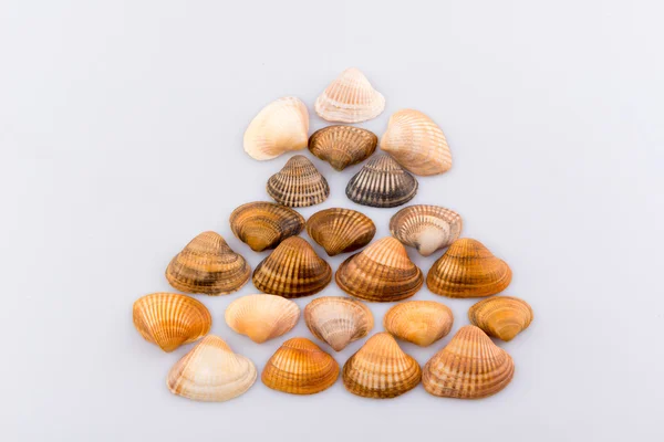 Muscheln Formen und Objekte — Stockfoto