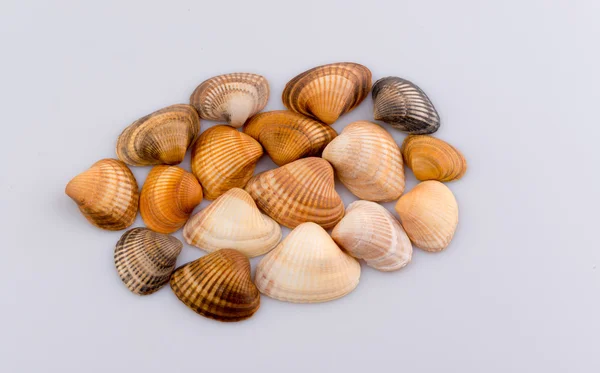 Muscheln Formen und Objekte — Stockfoto