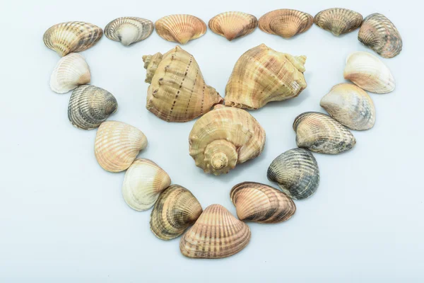 Derma cockleshells ve nesneleri