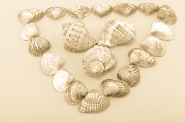 Derma cockleshells ve nesneleri