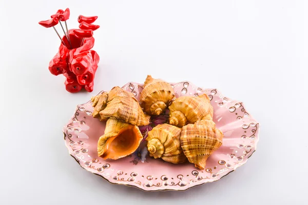 Cockleshells ve nesneleri — Stok fotoğraf