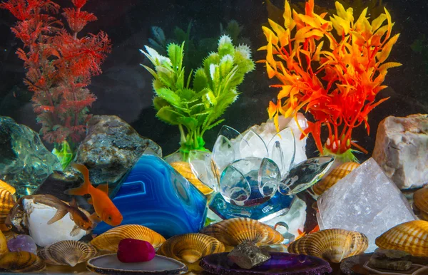 Aquarium — Stock Photo, Image