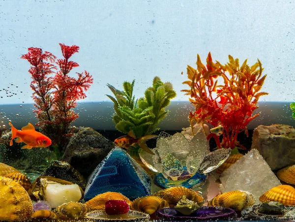 Aquarium — Stock Photo, Image