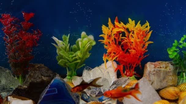 Acquario — Video Stock