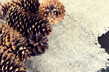 Çam ve Ladin koni üzerinde tutuyordu. F solda yer alan