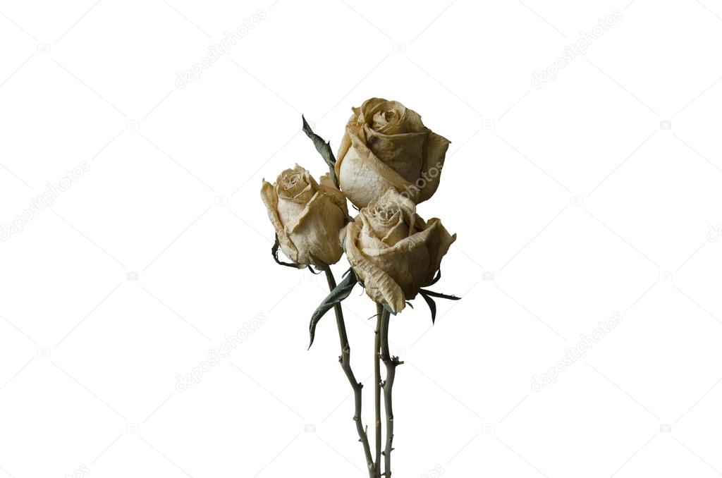 Three Withered Roses Stock Photo Image By C Helena Mozhjer Three Withered Roses Stock Photo Image By C Helena Mozhjer