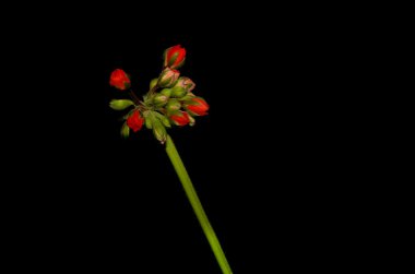 Sardunya çiçek tomurcukları siyah bir zemin üzerine