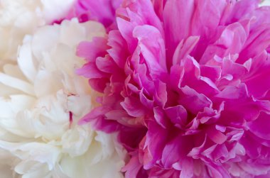 Beyaz ve pembe Şakayık çiçekleri