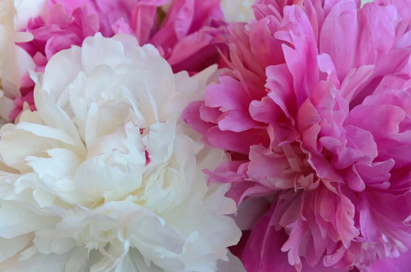 Witte en roze pioen bloemen — Stockfoto