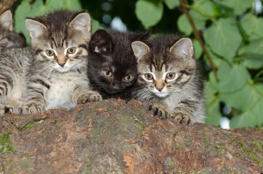 Üç genç vahşi kedi