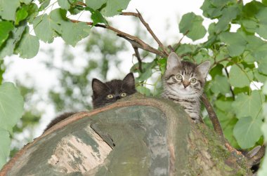 İki genç vahşi kedi