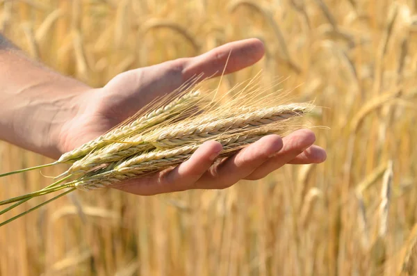Muž hospodářství uši pšenice — Stock fotografie