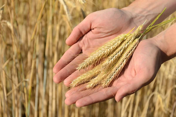 Mann mit Weizenähren — Stockfoto