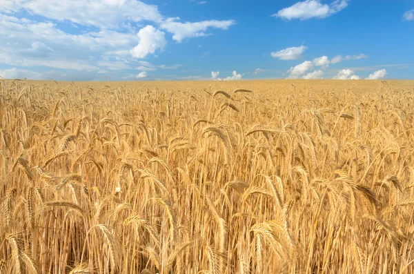 Feld aus reifem Weizen — Stockfoto