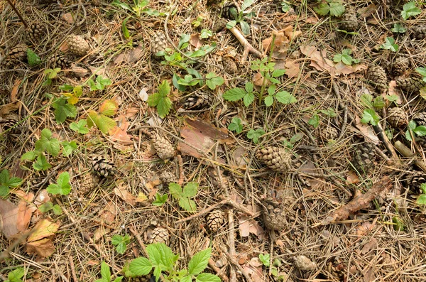 texture - land surface in a pine forest