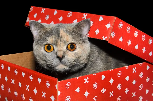 Britische Katze im roten Geschenkkarton — Stockfoto