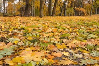 Sonbahar Park'ta güzel bir sahne