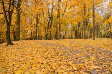 Sonbahar Park'ta güzel bir sahne