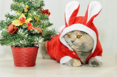 Kırmızı tavşan kostüm giyinmek Noel kedi