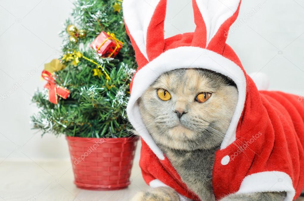 Christmas cat dressing up in red rabbit costume
