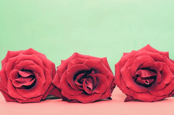 Drie rode rozen tegen een lichte achtergrond van de rood-groen — Stockfoto