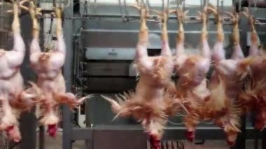 Endüstriyel kümes hayvanlarında tavuk yoluyorsun.