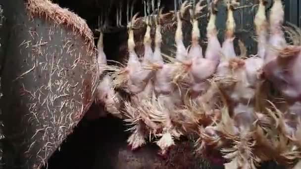 Plucking Chickens Industrial Poultry Slaughterhouse — Stock Video