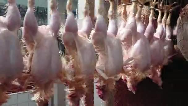Plucking Chickens Industrial Poultry Slaughterhouse — Stock Video