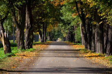 Sonbahar yapraklarıyla kaplı dar bir yerel yol.