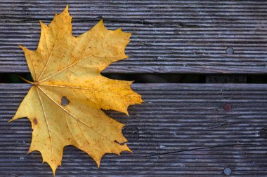 Ahşap bir güvertede altın bir sonbahar akçaağaç yaprağı