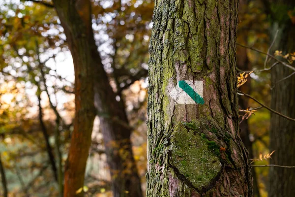 Wanderwegmarkierungen Bäumen Wald Kampinos Nationalpark — Stockfoto